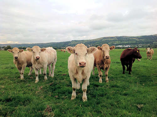 farming-cattle
