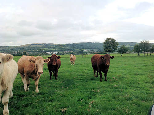 farming-cattle